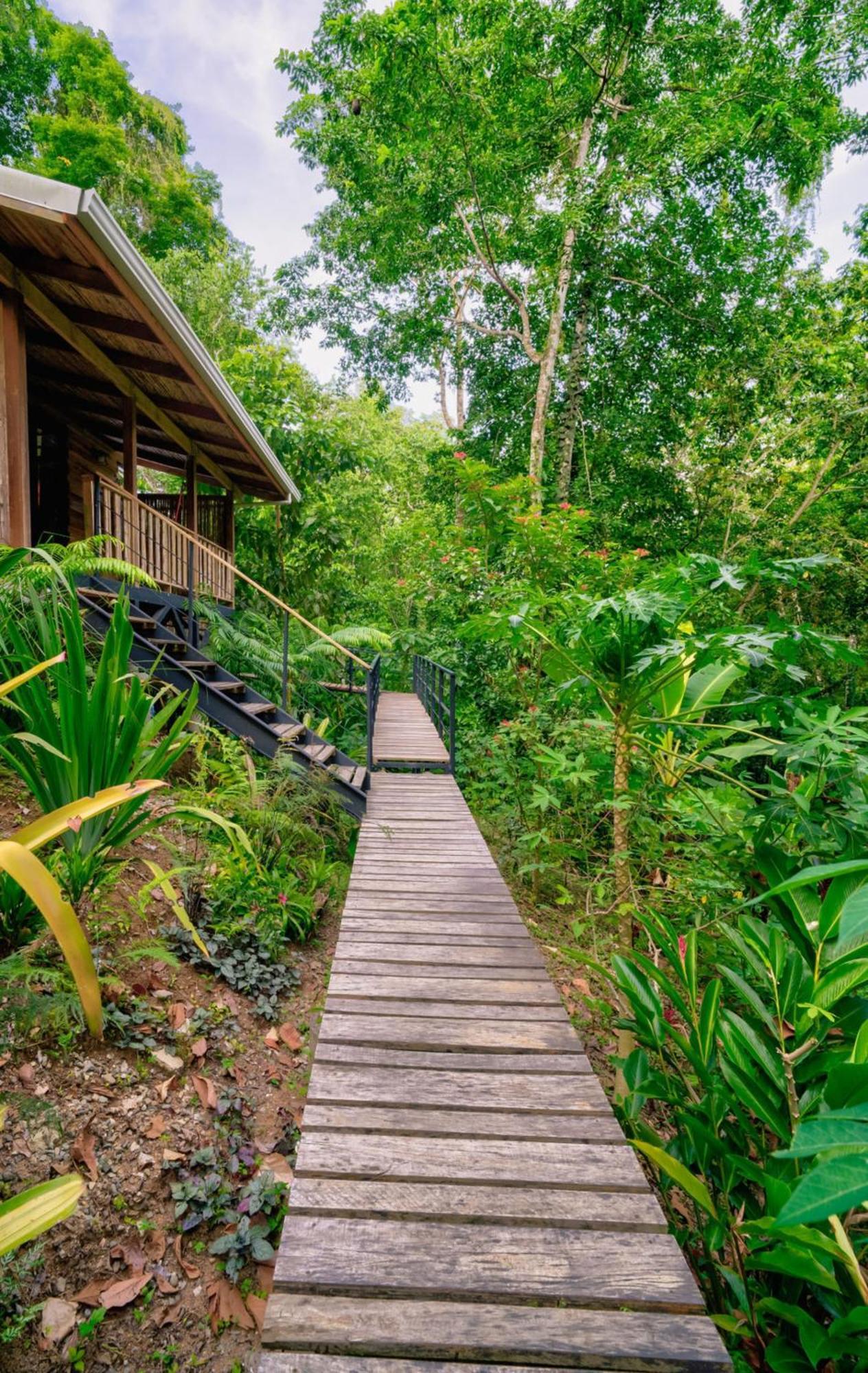 Vila La Shamana - Ecological Concept In Jungle Cahuita Exteriér fotografie